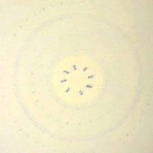 Liner 1 - Oil Bar on Paper - Image 16" x 16" - Paper 30" x 22"